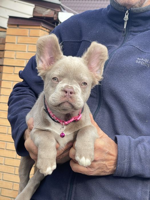 Флаффи Ньюшейд Изабелла француженка