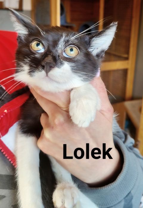 Fryderyk i Lolek błagają o szansę i domy ...