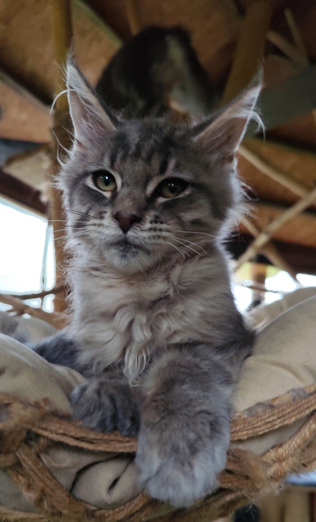 Niebieski kocurek Maine Coon BLUEBERRY Ashantu*PL