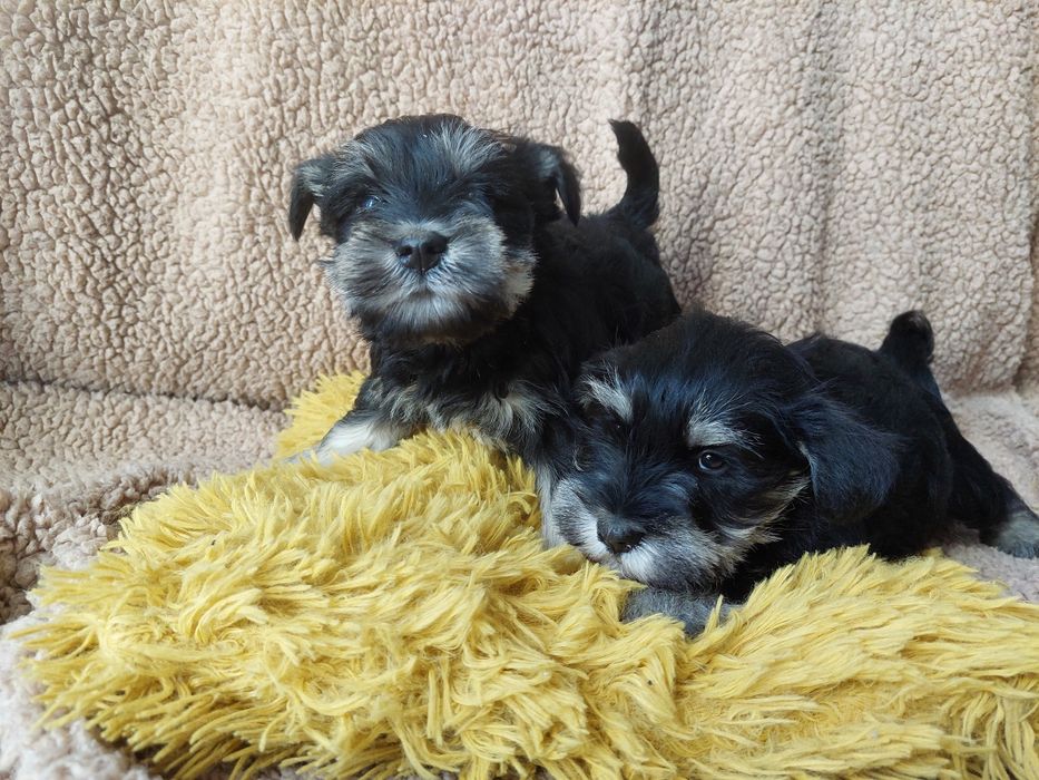 Sznaucer Miniaturowy Pies Piesek Szczeniak czarno-srebrny