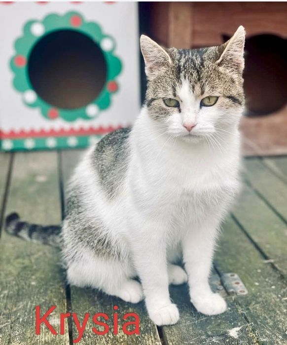 Krysia prosi o dom ...