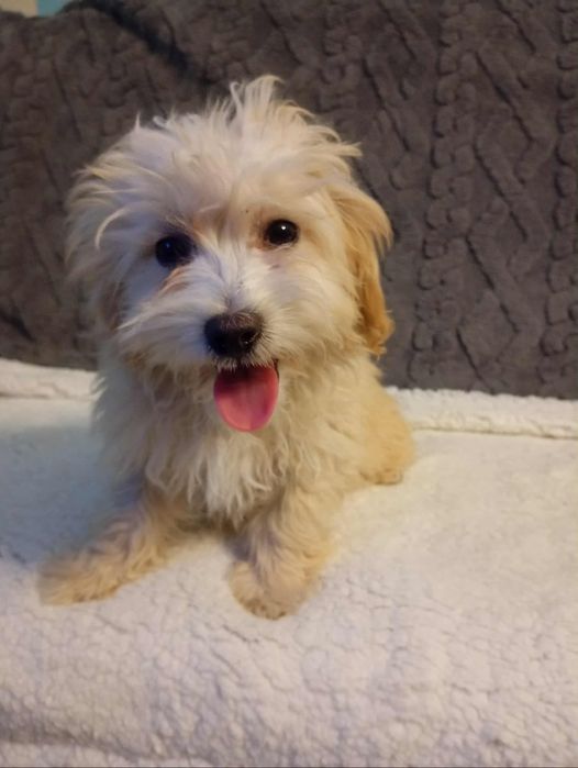 Maltipoo szczeniak  piesek