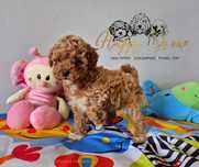 Maltipoo piesek mini cudo
