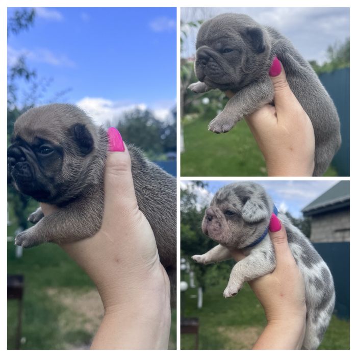 Пропонуємо хлопчиків та дівчаток шикарної якості!Доставка за кордон