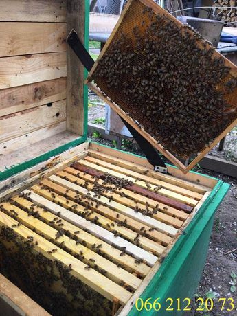 Бджолосім'ї та бджолопакети