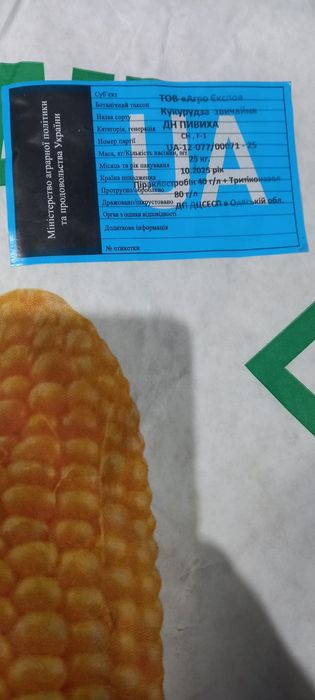 Насіння кукурудзи. Семена кукурузы