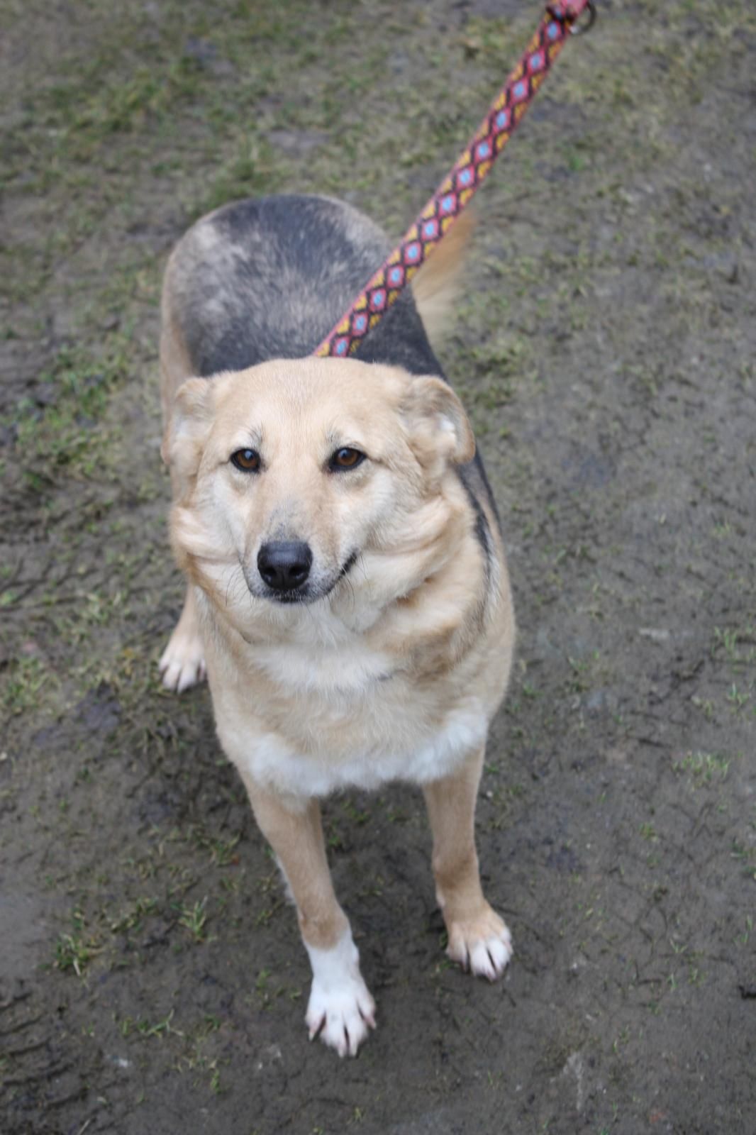 Suczki Saba i Kulka do adopcji. Oddam pieski