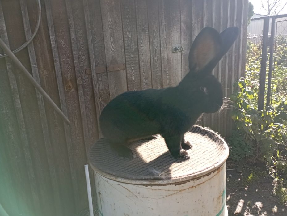 Olbrzym Belgijski Czarny