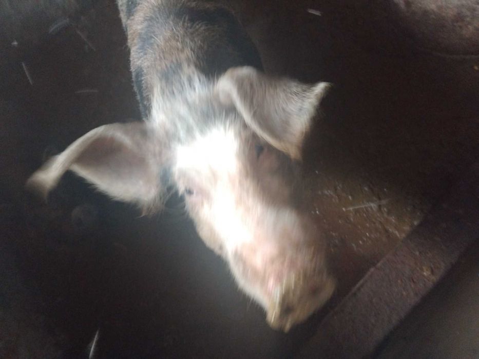 Vendo porcos agueda