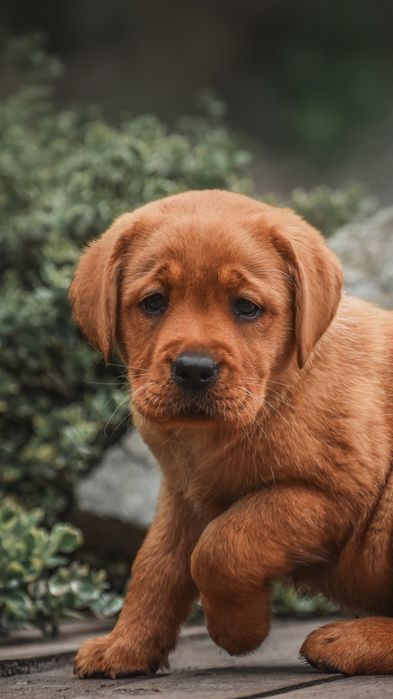 Лабрадор дівчинка