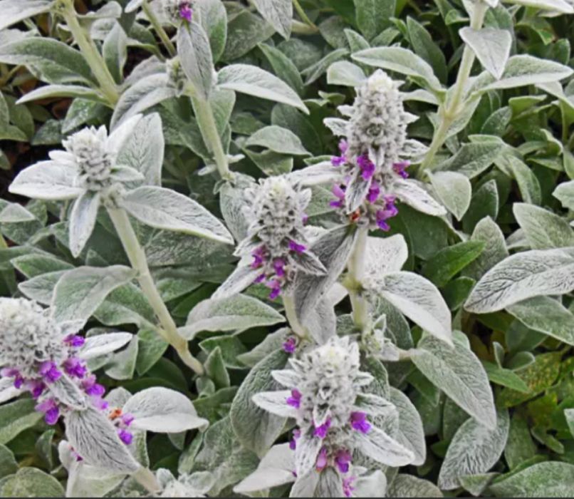 Czyściec wełnisty DUŻY nadwyżki