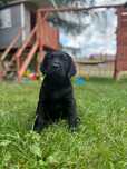 Suczka  Labrador Retiever FCI