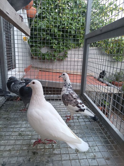 Pombos correios linha antiga