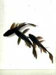 Karp Koi Butterfly Black, rzadkość