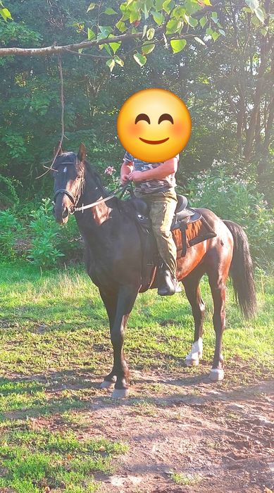 Sprzedam wałacha PKS