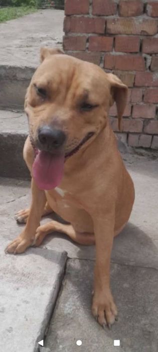 Відам в добрі руки дівчинка пітбуль