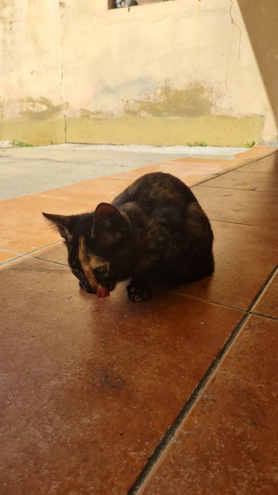 Gata para adoçar