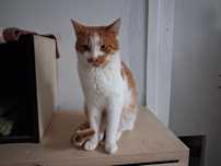 Ostoja Mruczków. Zygmunt do adopcji