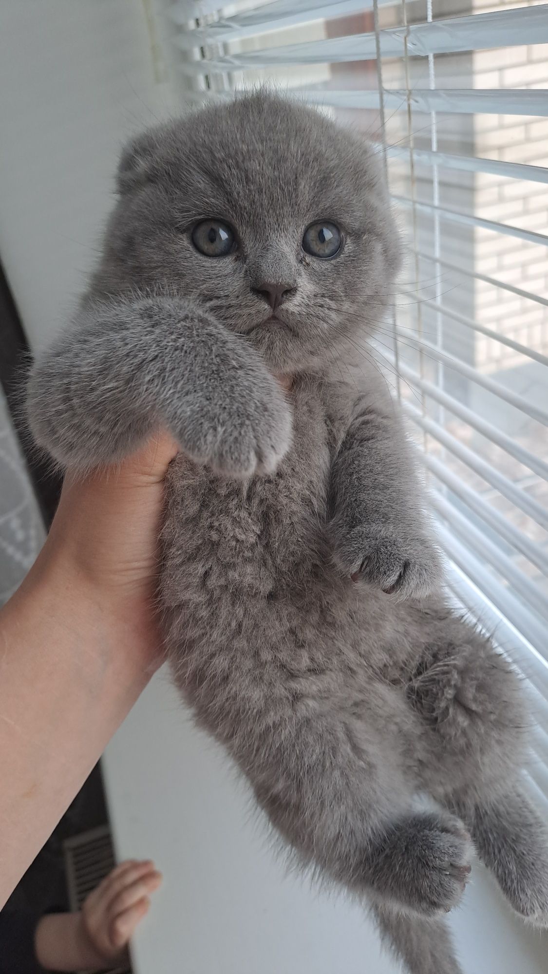Кошеня висловухе