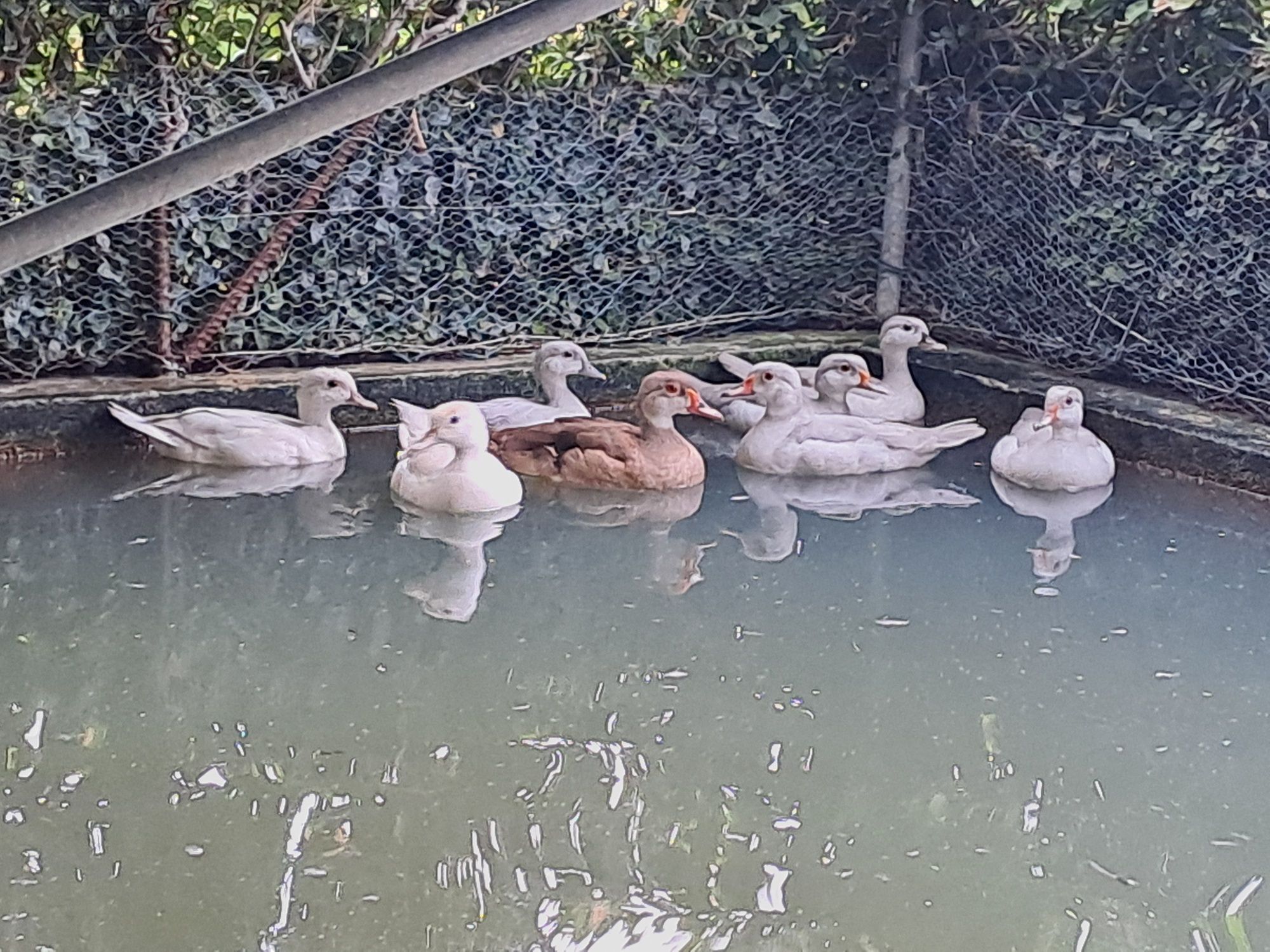 Patos pompom e carolinos