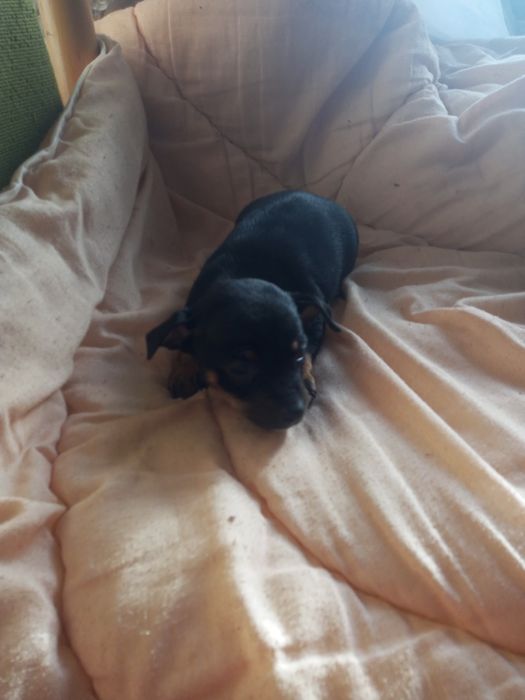 Oddam pieski w dobre rece