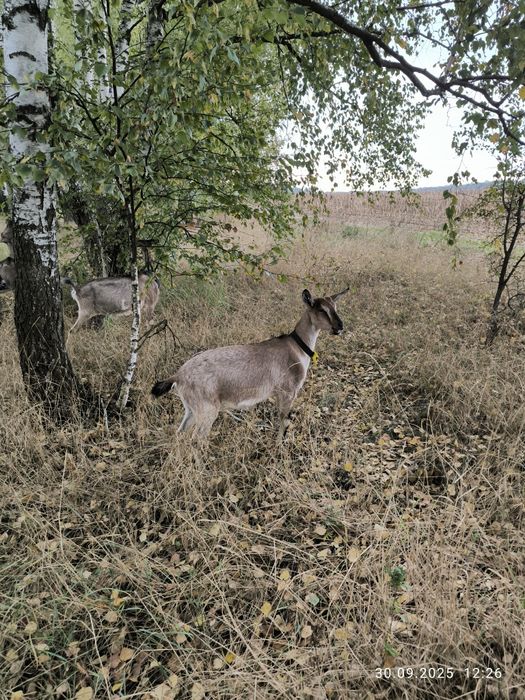 коза козел цап козочка альпійскі кози