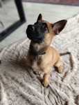 Owczarek belgijski Malinois FCI