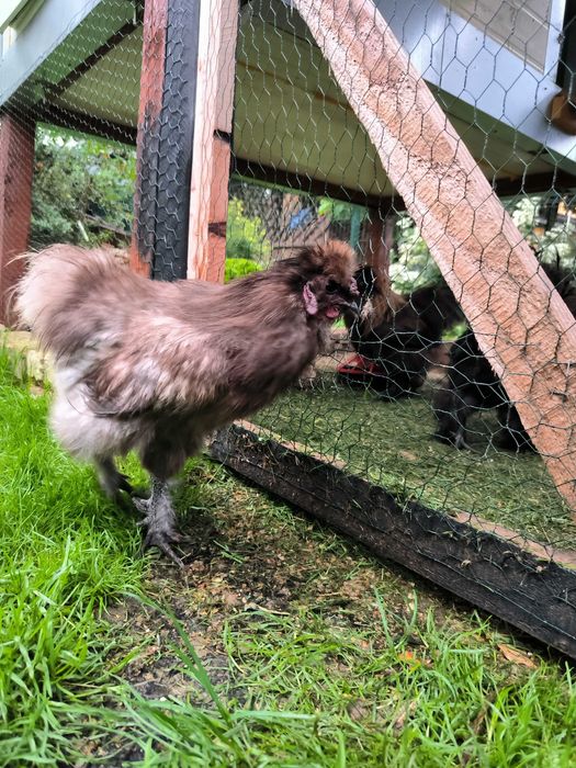 Kogut silka , dwa do wyboru