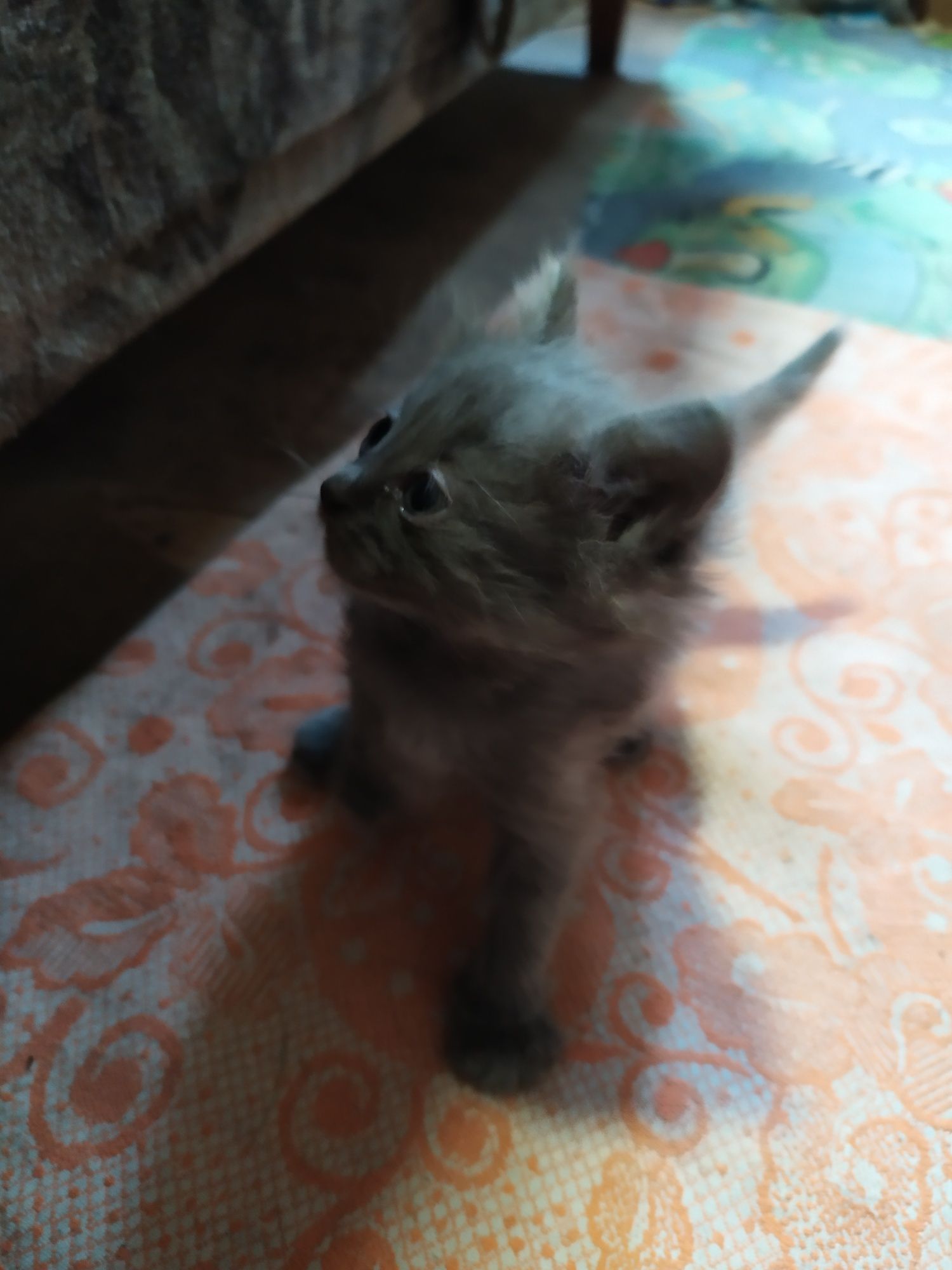 Отдам бесплатно котят
