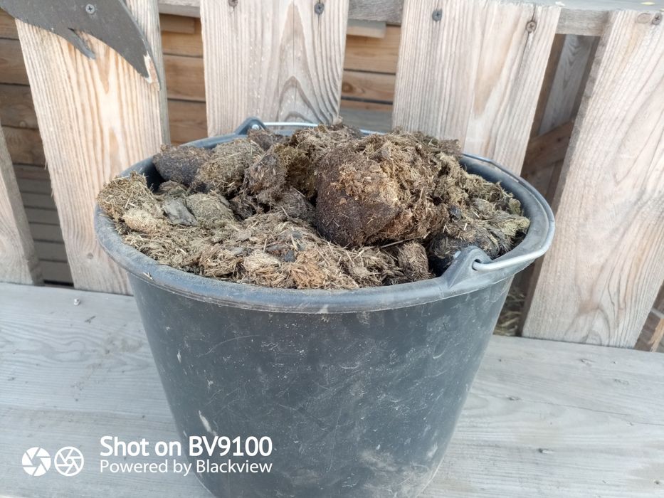 Obornik koński padokowy