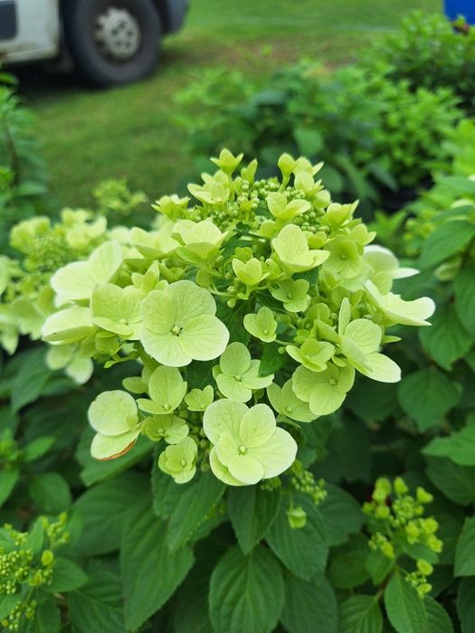 Hortensja bukietowa  i krzewiasta w doniczkach 3l, C3