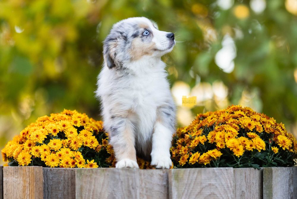 Miniaturowy Amerykański Owczarek (Miniaturowy Australijski Owczarek)