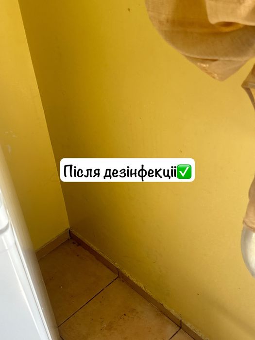 ‼️Видалення плісняви , Видалення грибка з гарантіею