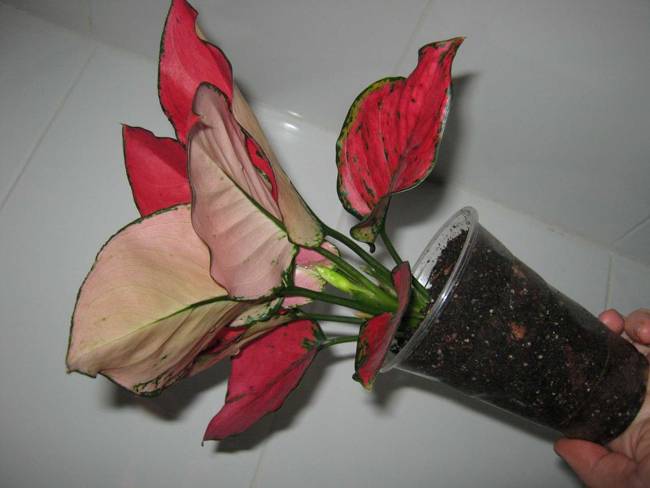 аглаонема филодендрон алоказия домашние декоративно лиственные цветы