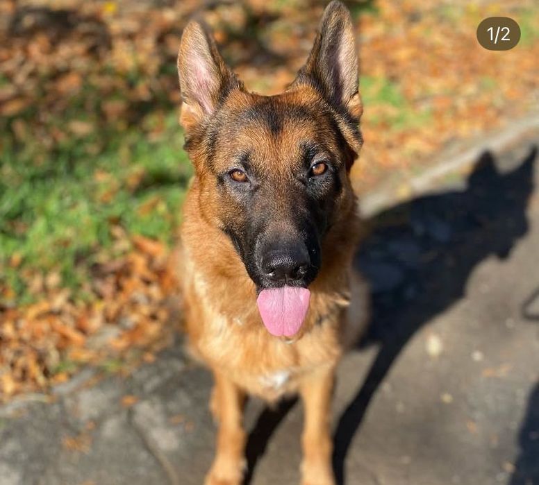 Кобель немецкой овчарки на вязку