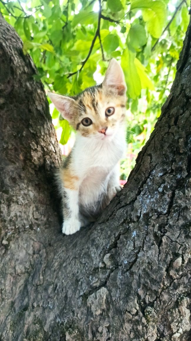 Віддам котенят у добрі руки!