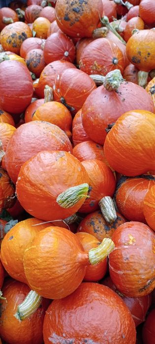 Dynia hokkaido 15 kg ostatni zbiór wyprzedaż