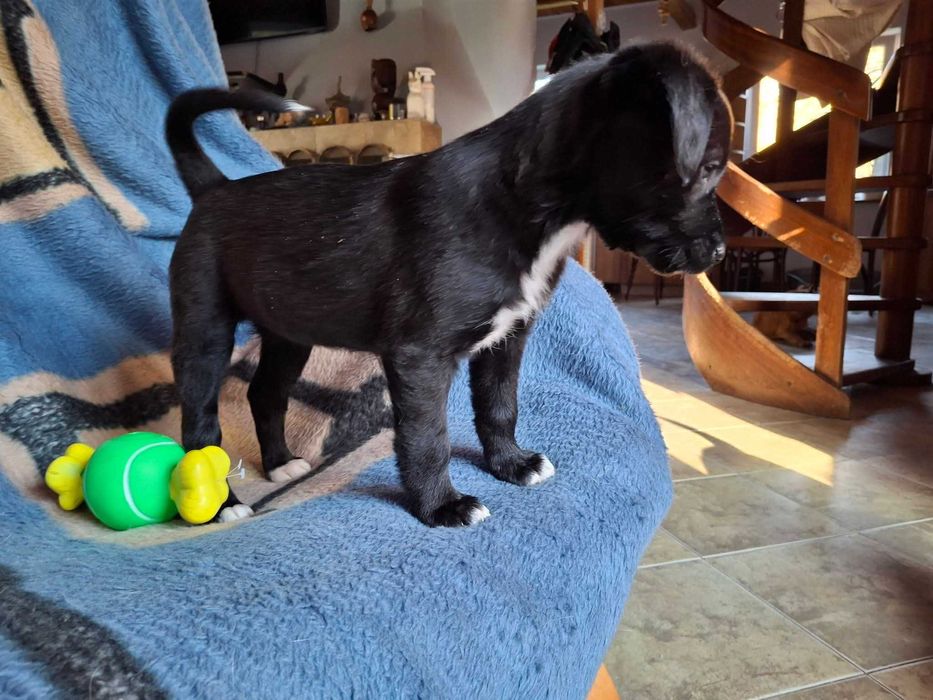 Szczeniak Adelka szuka domu