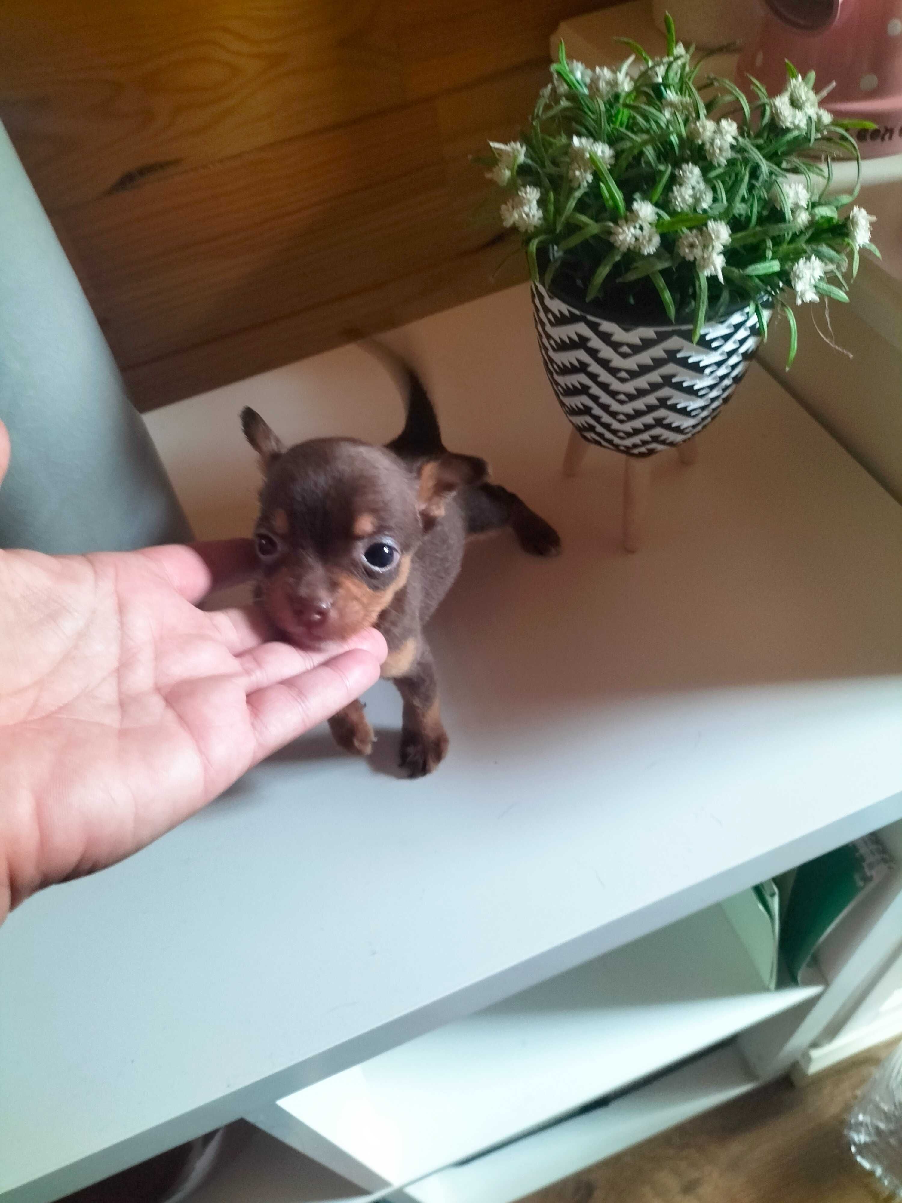 Pinscher chocolate t zero