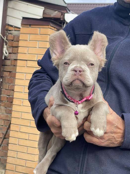 Флаффи Ньюшейд Изабелла француженка