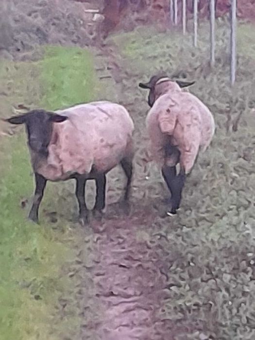 Casal Ovelhas Suffolk, a ovelha está prenha