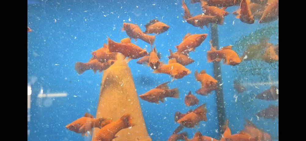 Mieczyk XL krajowy ok 10 cm super kolor  Warszawa od Tapajos.eu