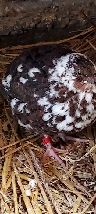 Jaja lęgowe przepiórki pstrej