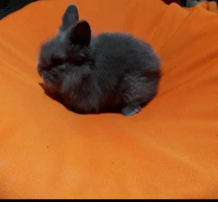 Декоративні кролики,  карликовий кролик