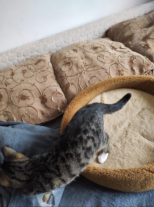 Маленький котик тигровый с белым (котёнок мальчик, кот, в добрые руки)