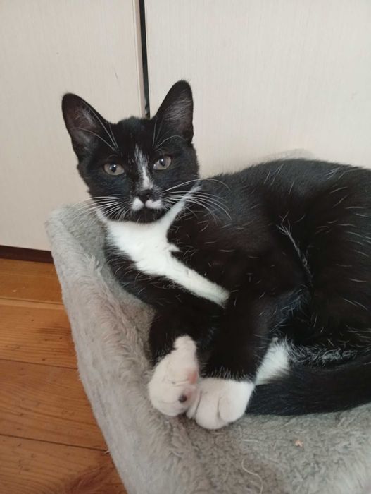 Oddam kociaka w dobre ręce