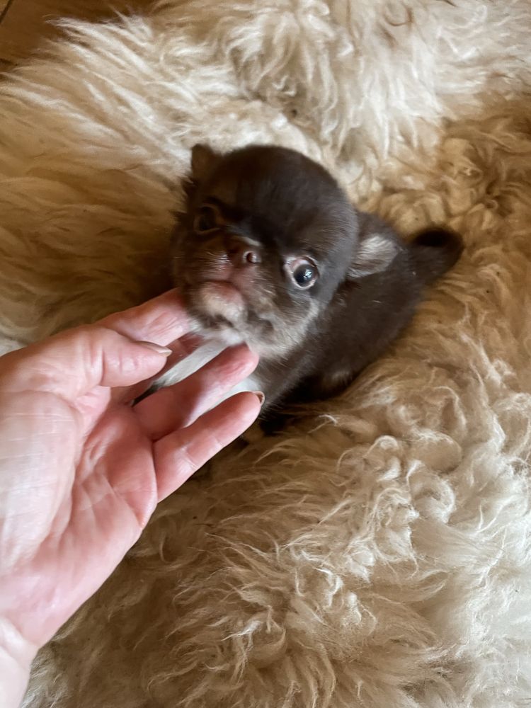 Chihuahua brazowy piesek