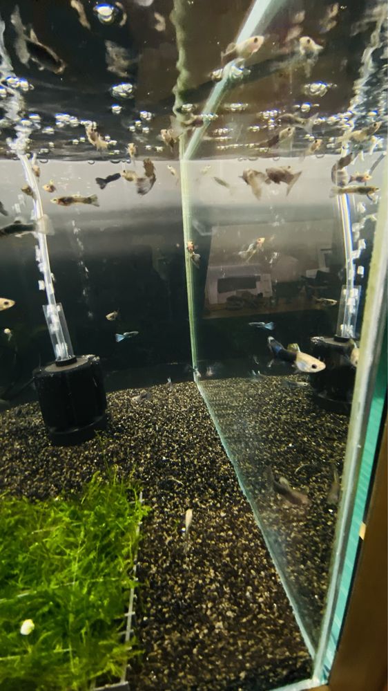 Vendo Guppys e camaroes, criaçao propria