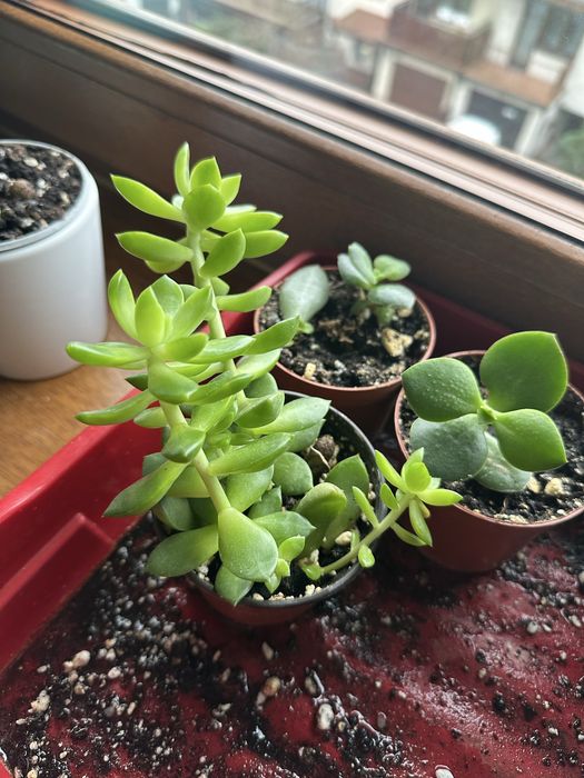 Sukulenty grubosz Hulk i rozchodnik