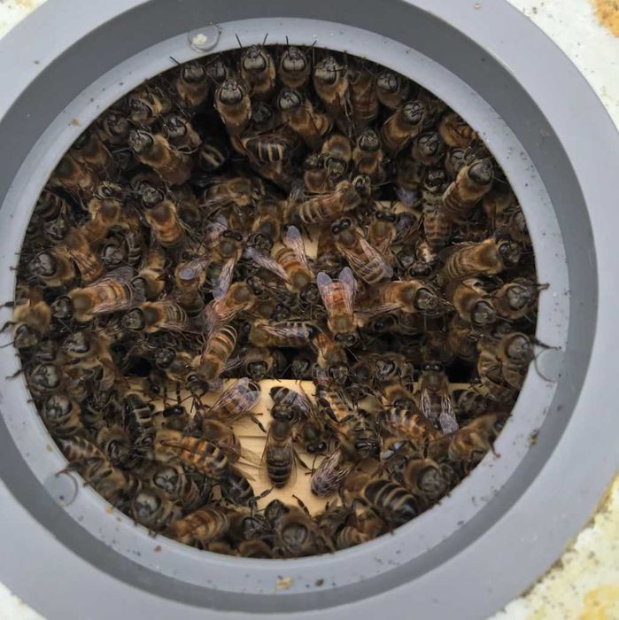 Rodziny pszczele i odkłady